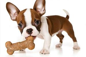 Boston Terrier is happily chewing on bone against clean white background. dog appears playful and engaged showcasing its adorable features and lively spirit photo
