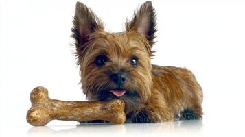 cheerful Cairn Terrier enjoys chewing on bone while lying on spotless white surface. Its playful demeanor and fluffy fur create adorable sight captures joyful moments pets photo