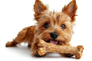Cairn Terrier is seen chewing joyfully on bone showcasing its fluffy fur and expressive features. clean white background highlights dog's playful demeanor and curiosity photo