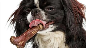 Japanese Chin is happily chewing on bone exhibiting playful demeanor. setting features clean white background emphasizing dog's joyful activity photo