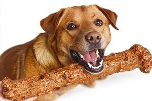 joyful Labrador Retriever enjoys chewing on large delicious bone playful expression showcasing its friendly nature in bright clean space photo