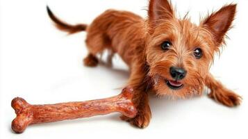 Norfolk Terrier is playfully chewing on bone. terrier is posed in frontal view clean white background showcasing its fluffy coat and joyful expression photo