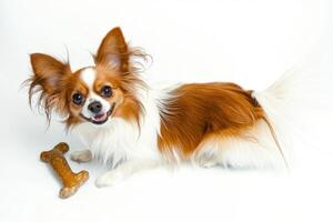 beautiful Papillon is happily chewing on bone showcasing its vibrant fur and playful demeanor. Set against clean white backdrop scene captures joy of affectionate breed photo