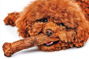 fluffy brown Poodle happily chews on bone showcasing its playful personality. clean white background enhances dog's vibrant fur and joyful expression photo