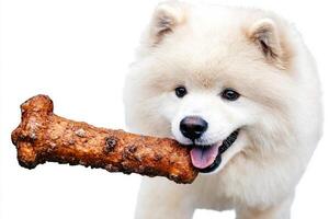 Samoyed is captured in frontal view happily chewing on large bone. bright white background highlights dog's fluffy fur and playful expression showcasing its delight photo