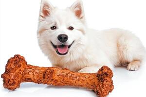 Samoyed lies on white background joyfully chewing large bone. fluffy dog displays smile showcasing its playful and friendly nature photo