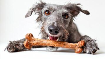 Scottish Deerhound lies on bright white surface happily chewing on large bone. Its expressive eyes and playful demeanor highlight its joy during moment of play photo