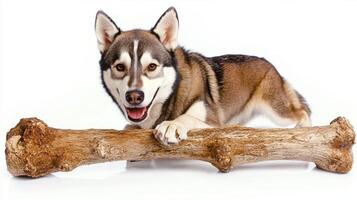 Siberian Husky is happily chewing on sizable bone against spotless white background. dog displays excitement and energy while engaging its favorite chew toy photo