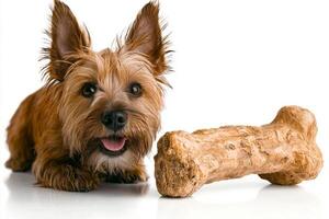 cheerful Skye Terrier fluffy fur enjoys chewing on bone. dog is positioned in front of pristine white background showcasing its playful demeanor photo