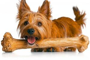 playful Skye Terrier is happily chewing on bone showcasing its cheerful expression and beautiful fur. clean white background enhances scene's focus and detail photo