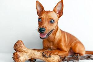 playful Toy Fox Terrier is happily chewing on bone. Its expressive eyes and wagging tail highlight joy of moment in bright clean setting photo
