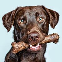 Chesapeake Bay Retriever is happily chewing on bone. playful dog has striking blue eyes and shiny coat displaying its joy in bright and clean indoor environment photo