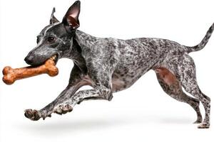 greyhound is captured in profile as it joyfully chews on bone showcasing its lean physique and playful spirit against clean white backdrop photo