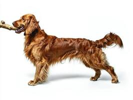 Gordon Setter stands proudly in profile enthusiastically chewing on large bone. clean white background highlights its beautiful fur and joyful expression photo
