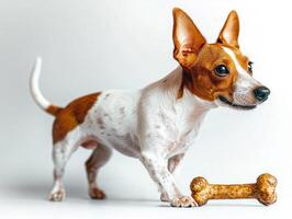 Rat Terrier is seen from side happily chewing on bone. dog features playful expression and has clean shiny coat. background is bright and simple photo