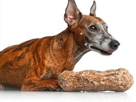 Whippet rests on clean white surface happily chewing on bone. dog's sleek brindle coat highlights its elegance as it engages in enjoyable activity photo