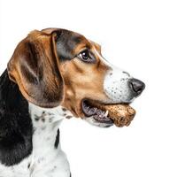 Treeing Walker Coonhound enjoys chewing on bone showcasing its alert expression and beautiful coat set against minimalist white background photo