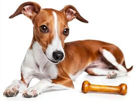 In clean and bright setting whippet is seen chewing on bone while lying down. dog's sleek fur and attentive expression highlight its playful nature photo