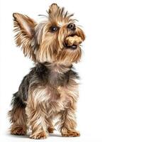 Yorkshire Terrier sits contentedly chewing on bone against pristine white backdrop. dog's fur glistens showcasing its adorable features and playful spirit photo