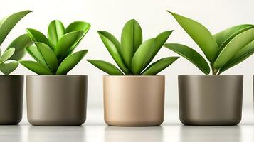 A collection of stylish potted plants arranged in a modern setting with soft lighting photo