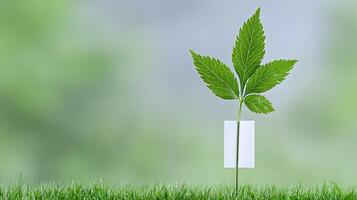 A plant with a label on it in the grass photo