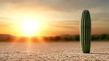 A cactus stands in the desert with the sun setting behind it photo