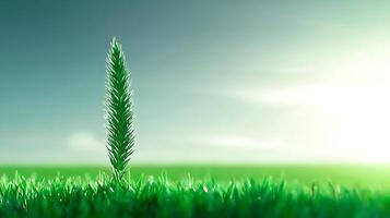 A single green plant in a field with the sun in the background photo