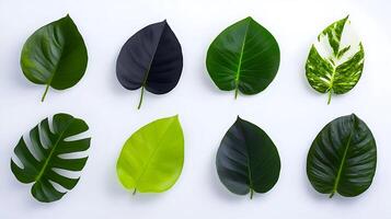 A group of different types of leaves on a white background photo