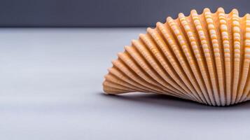 A single shell on a gray background photo