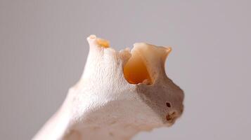 A bone with a hole in it photo