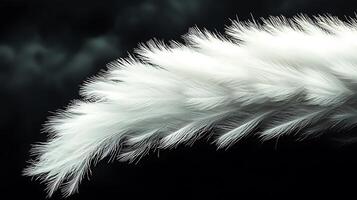 A close up of a white feather on a black background photo