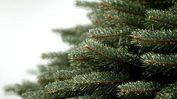 A close up of a fir tree with needles photo