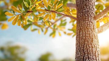 Close-up of a textured tree trunk with vibrant yellow leaves against a blurred natural background photo
