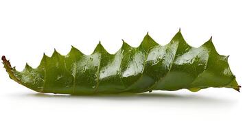 Close-up of a vibrant green leaf with distinct serrated edges, showcasing natural textures and moisture photo