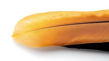 A close up of a yellow and black feather photo