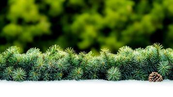 A row of evergreen trees with snow on them photo