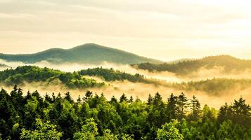 A view of the mountains and trees with fog photo