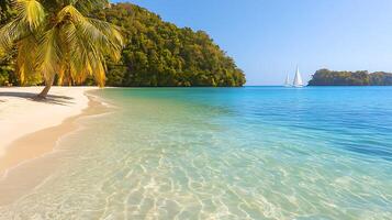 A beach with a palm tree and a sailboat photo