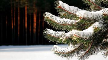 A pine tree with snow on it photo