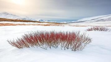 A red bush in the snow with mountains in the background photo