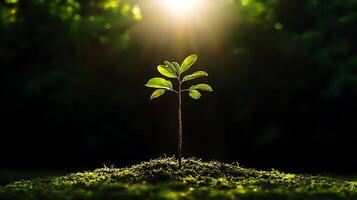 Young sapling emerging from rich soil illuminated by sunlight in a lush green forest background photo