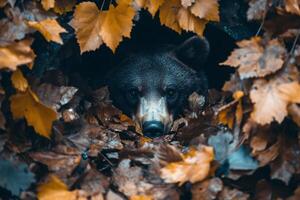 Brown bear hiding in autumn leaves, observing surroundings photo