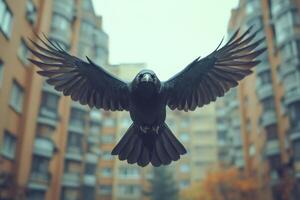 Black crow flying over residential buildings with open wings photo
