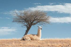 White llama resting under a bare tree in the andes mountains photo