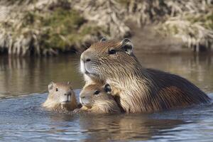 Capybara family swimming in the river with two pups photo