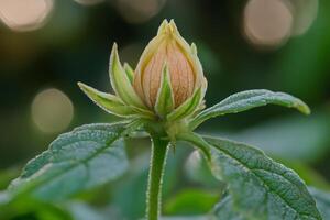 Closed bud of lavatera showing dew drops on green leaves in soft light photo