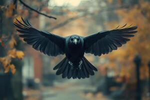 Large black crow flying with wide open wings in autumn photo