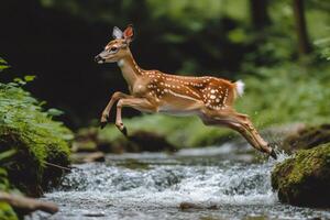 White-tailed deer fawn leaping across a stream in the forest photo