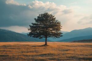Lonely pine tree standing in a field with mountains in the background photo