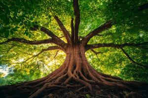 Majestic tree standing tall with exposed roots and lush green leaves photo